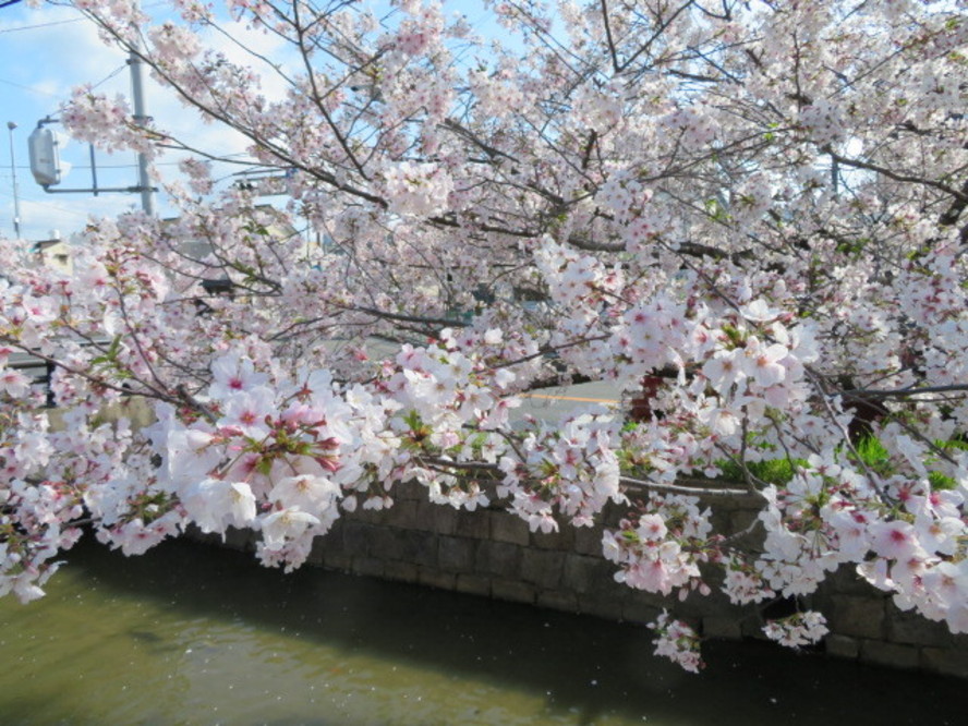 玉串川沿いの桜並木