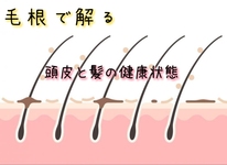 ＊毛根の形でわかる！髪や頭皮の健康度＊