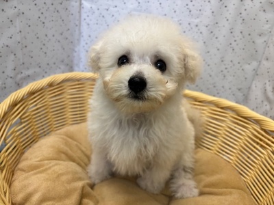 ミックス犬（父：ビションフリーゼ　母：トイプードル）
