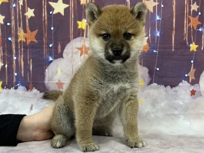 柴犬