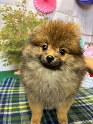 ポメラニアン