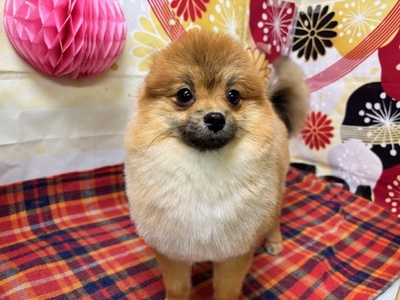 ポメラニアン