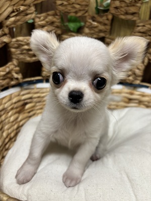 チワワ
