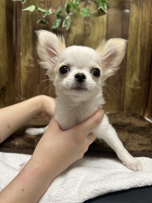 チワワ
