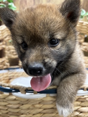 柴犬