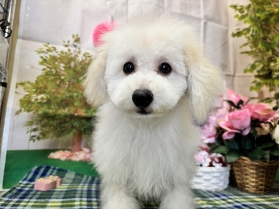ミックス犬（父：ビションフリーゼ　母：トイプードル）