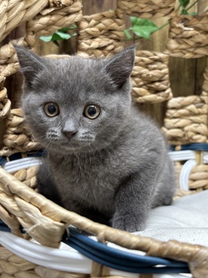 ブリティッシュショートヘア
