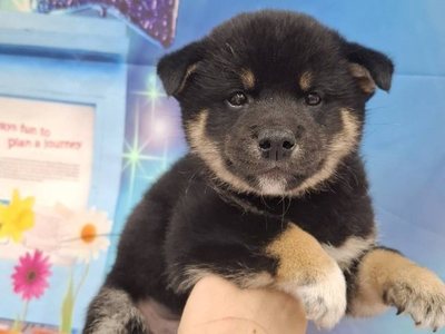 柴犬