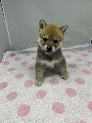 柴犬