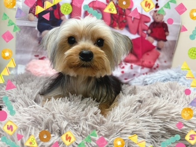 ヨークシャー・テリア