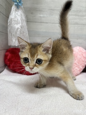 ブリティッシュショートヘア