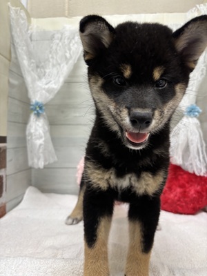 柴犬