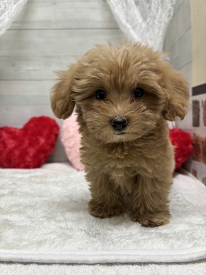 MIX犬(母トイプードル 父マルチーズ)