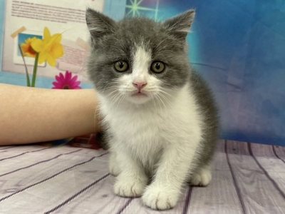 ブリティッシュショートヘア
