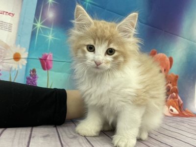 ノルウェージャン・フォレストキャット