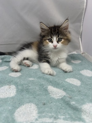 ノルウェージャン フォレストキャット
