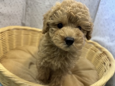 ミックス犬（父：マルチーズ　母：トイプードル）