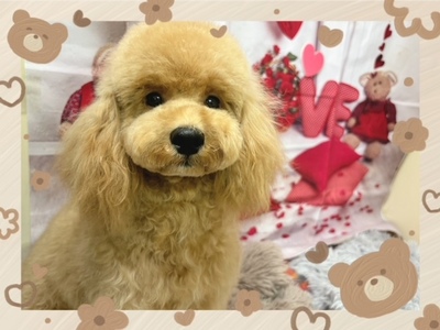 ミックス犬（父：マルチーズ　母：トイプードル）