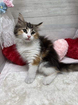 ノルウェージャンフォレストキャット