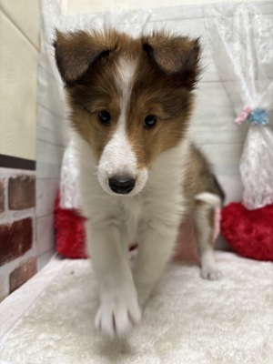 シェットランド・シープドッグ