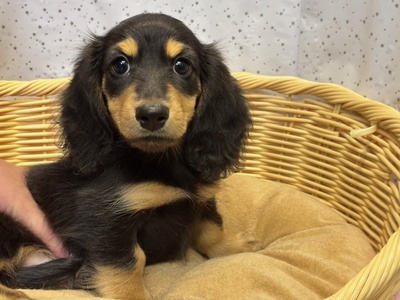 ミニチュア・ダックスフンド