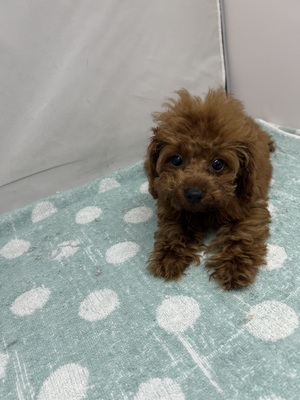 トイ・プードル