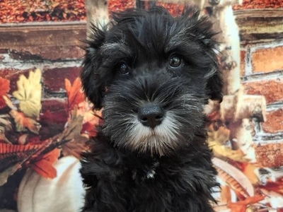 ミニチュアシュナウザー