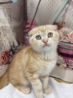 スコティッシュフォールド