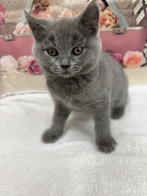 ブリティッシュショートヘア