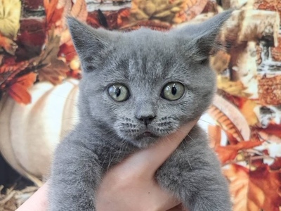 ブリティッシュショートヘア