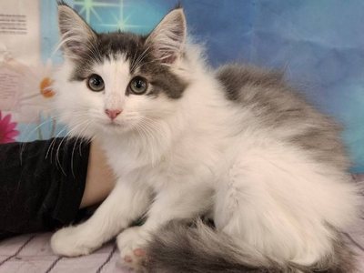 ノルウェージャン・フォレスト・キャット