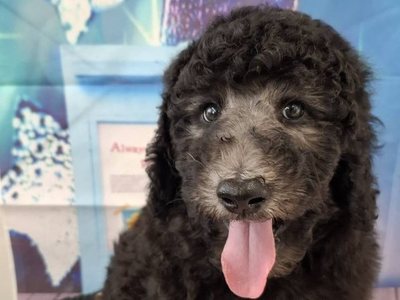 スタンダードプードル