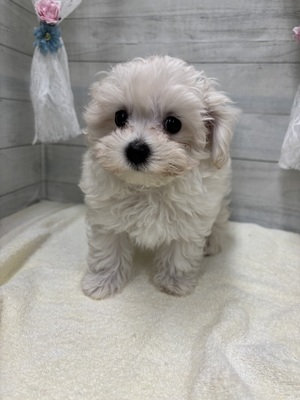 ミックス犬(マルチーズ、トイプードル)