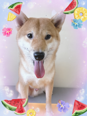 柴犬