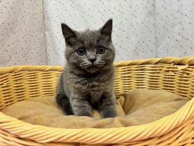 ブリティッシュ・ショートヘア