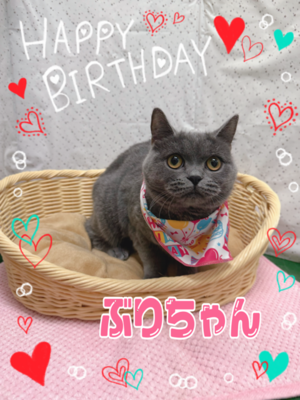 ブリティッシュ・ショートヘア