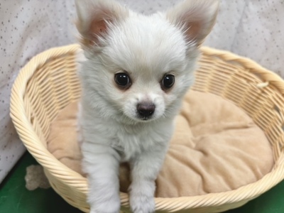 チワワ（ロングコート）