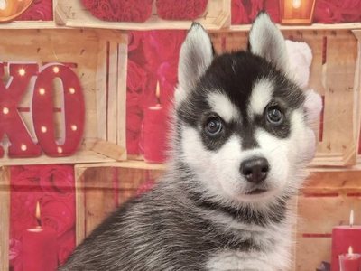 シベリアンハスキー