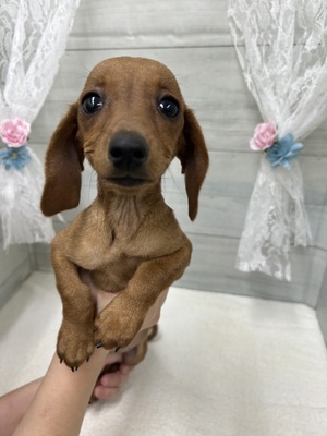 ミニチュア•ダックスフンド（スムース）