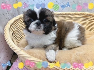 ミックス犬（父：ペキニーズ　母：シーズー）