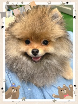 ポメラニアン