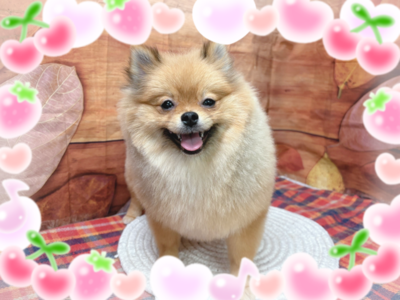 ポメラニアン
