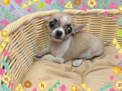 チワワ（スムースコート）