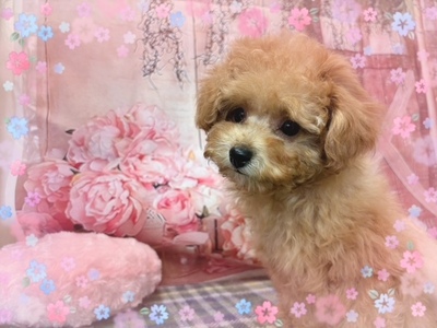 トイ・プードル