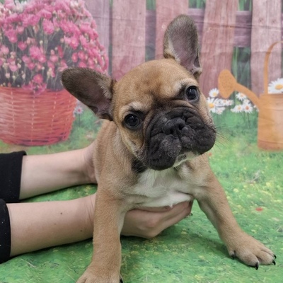 フレンチブルドッグ