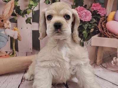 アメリカンコッカースパニエル