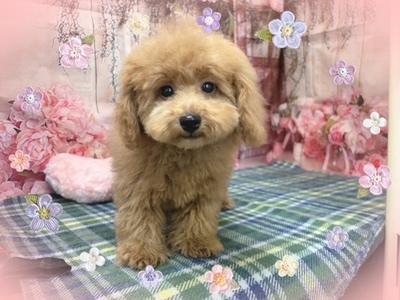 トイ・プードル