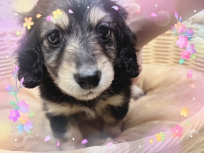 ミニチュア・ダックスフンド