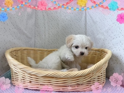 ミックス犬（父：チワワ　母：マルチーズ）