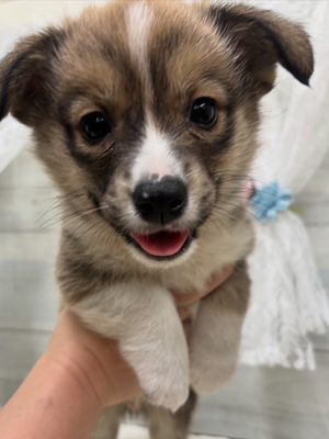 ウェルシュ・コーギー・ペンブローク